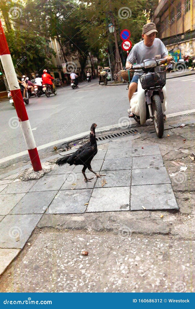 El Misterioso Camino del Pollo: Toca a la Suerte en Chicken Road Casino Español, chicken road oficial